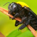 tumblebee8