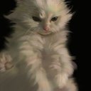 Charisita