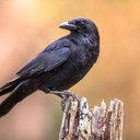 BreadCrow