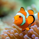 clown_fish