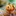 clown_fish