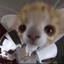 koala_skz