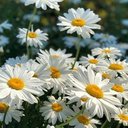 yelflower1