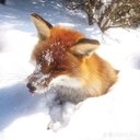 urlocalfox
