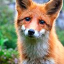 KnotaFox