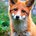 KnotaFox