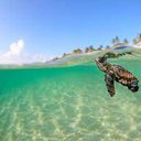 TurtleSea