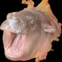 abbifrazie