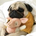 danixpugs