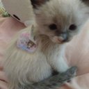 kittiez