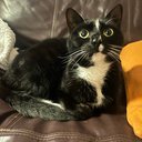 mewmewed