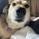 MarLeia