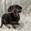 Doxie13