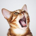 bluebengal