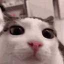 DjMeowz