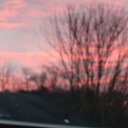 pigs_55