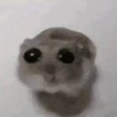 mapleswirl