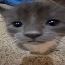 dxlwnn