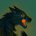 crow68