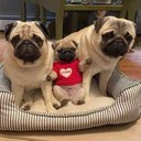 CraftyPug