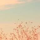 flower_19