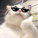 meowspider