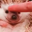 heepee_cat
