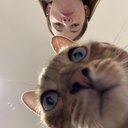 polink4