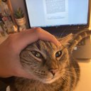 CatKat