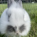 Minniebun