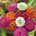 ZPFLOWER2