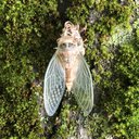 BugByte