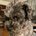 Schnoodle