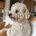 fozzie53