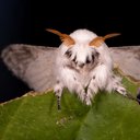 -a_moth-