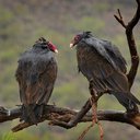 vulture444
