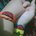 Sadia