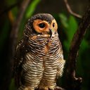 prettyowl