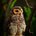 prettyowl
