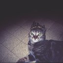 faaraah