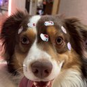 alystepdog