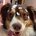 alystepdog