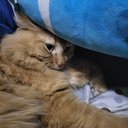 Alex_Meow