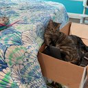 kittyclara