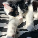 cateline
