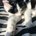 cateline