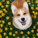 Corgi_girl