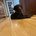 Its_Elsie