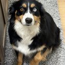 giannavaz