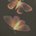 _haileyom_